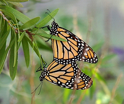 [The two butterflies are each hanging from a different leaf of a branch of tree which is hanging downward. They face away from each other with just the outer edges of their wings overlapping. We see the left side of one butterfly and the right side of the other. Both bodies are black with white dots. The wings are yellow-orange with black veins and edges. The edges have many white dots.]